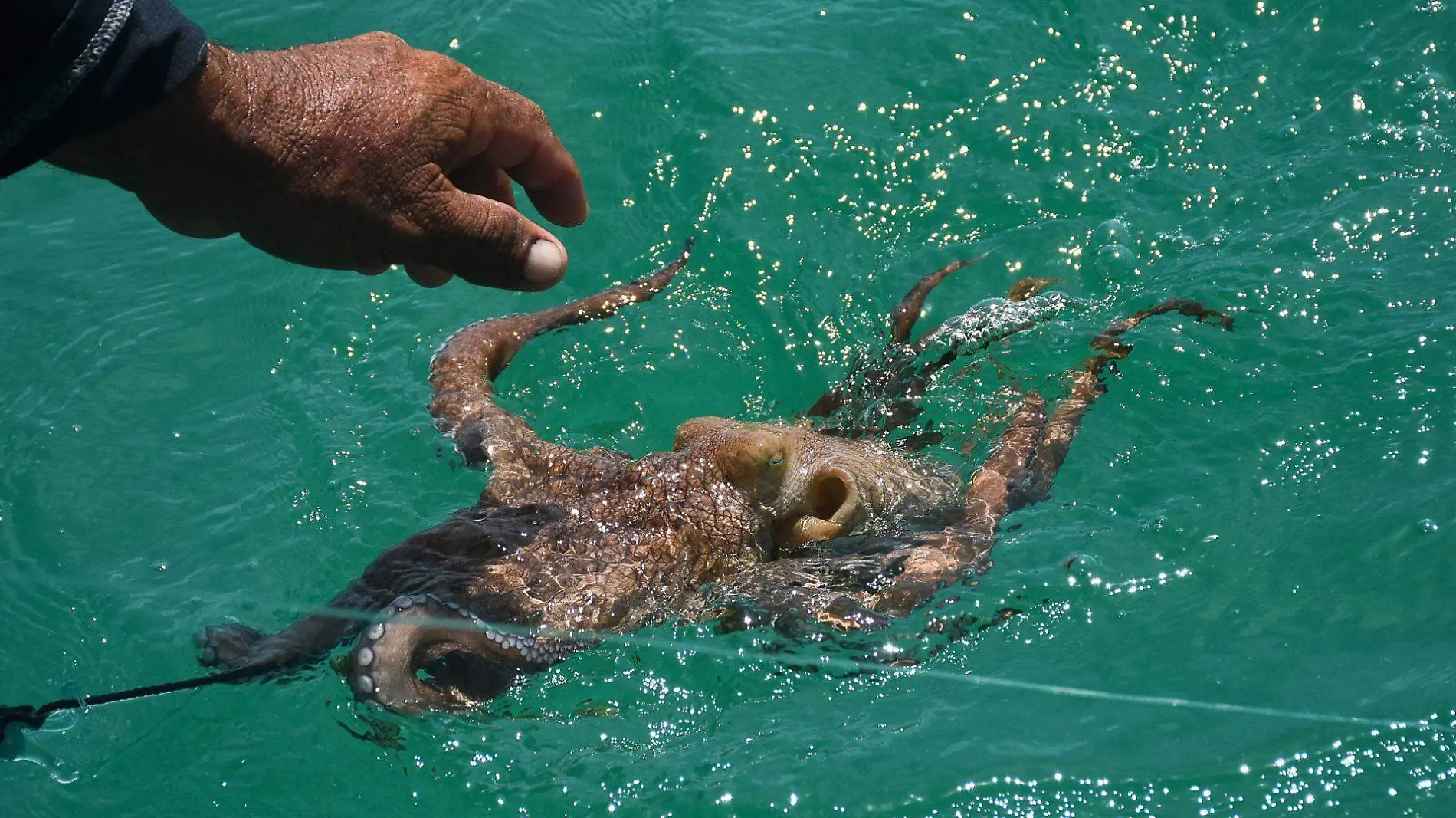 esarrollo sostenible de los mares 